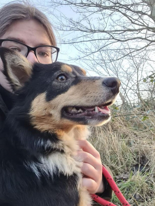 Illustration de l'article : Un Border Collie retrouvé terrorisé par les humains et enfermé dans un hangar ne peut plus s'empêcher de faire des câlins