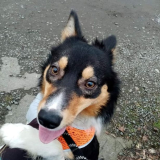 Illustration de l'article : Un Border Collie retrouvé terrorisé par les humains et enfermé dans un hangar ne peut plus s'empêcher de faire des câlins