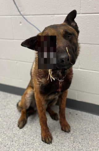 Illustration de l'article : Un Malinois maltraité devenu borgne après un tir de fusil survit par miracle et s'offre un nouveau départ