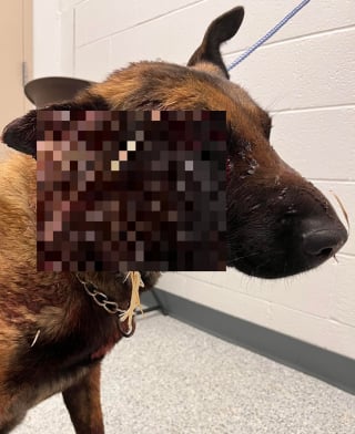 Illustration de l'article : Un Malinois maltraité devenu borgne après un tir de fusil survit par miracle et s'offre un nouveau départ