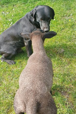 Illustration de l'article : Le soutien adorable d'un chien de ferme qui nourrit un agneau orphelin au biberon