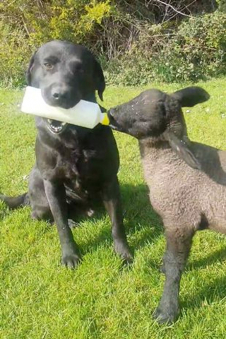 Illustration de l'article : Le soutien adorable d'un chien de ferme qui nourrit un agneau orphelin au biberon