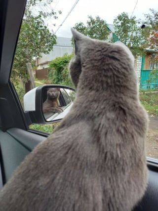 Illustration de l'article : 12 photos d'un chat menant une vie de bohème