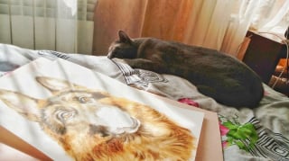 Illustration de l'article : 12 photos d'un chat menant une vie de bohème