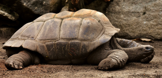 Illustration de l'article : 8 faits intéressants concernant les tortues terrestres