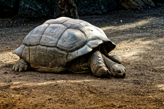 Illustration de l'article : 8 faits intéressants concernant les tortues terrestres