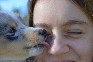 Illustration de l'article : Votre chien vous lèche le visage ? Des chercheurs alertent sur cette pratique qui pourrait propager une superbactérie résistante aux antibiotiques