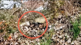 Illustration de l'article : Ce chien rachitique et malade attendait la mort dans un tas de feuilles, jusqu'à l'arrivée d'une sauveteuse (vidéo)