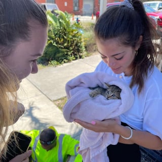 Illustration de l'article : Un chaton tombé dans un égout déclenche une opération de sauvetage délicate