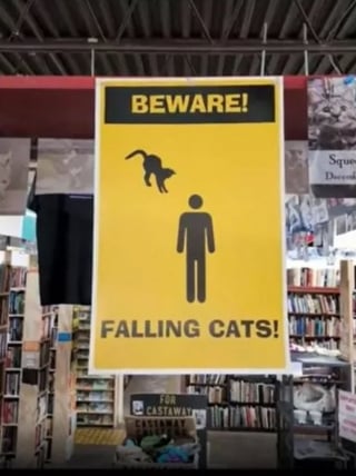 Illustration de l'article : "Attention aux chats qui tombent" : le message énigmatique et hilarant à l'entrée d'une librairie (vidéo)