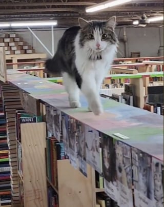 Illustration de l'article : "Attention aux chats qui tombent" : le message énigmatique et hilarant à l'entrée d'une librairie (vidéo)