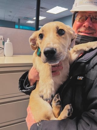 Illustration de l'article : 17 photos reflétant la joie de vivre avec des chiens et des chats