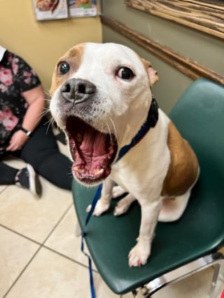 Illustration de l'article : 17 photos reflétant la joie de vivre avec des chiens et des chats