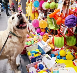 Illustration de l'article : 8 photos qui prouvent à quel point les animaux ont le don de nous faire sourire