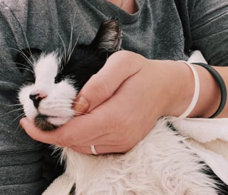 Illustration de l'article : Elle livre un repas à domicile puis retourne à son véhicule : un chat est assis sur le siège passager !