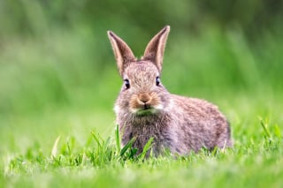 Illustration de l'article : Ces 20 photos de lapins irrésistiblement mignons rendront ce jour encore plus joyeux !