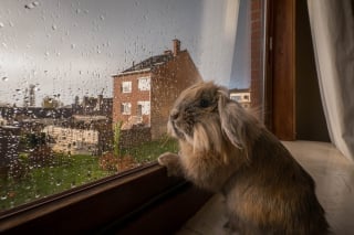 Illustration de l'article : Ces 20 photos de lapins irrésistiblement mignons rendront ce jour encore plus joyeux !