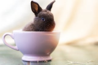 Illustration de l'article : Ces 20 photos de lapins irrésistiblement mignons rendront ce jour encore plus joyeux !