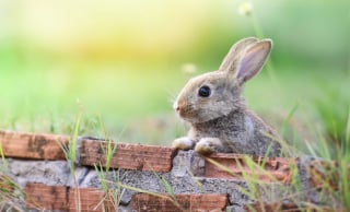 Illustration de l'article : Ces 20 photos de lapins irrésistiblement mignons rendront ce jour encore plus joyeux !