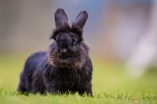 Illustration de l'article : Ces 20 photos de lapins irrésistiblement mignons rendront ce jour encore plus joyeux !