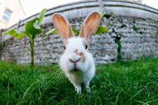 Illustration de l'article : Ces 20 photos de lapins irrésistiblement mignons rendront ce jour encore plus joyeux !