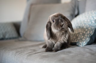 Illustration de l'article : Ces 20 photos de lapins irrésistiblement mignons rendront ce jour encore plus joyeux !