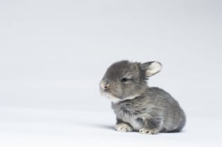 Illustration de l'article : Ces 20 photos de lapins irrésistiblement mignons rendront ce jour encore plus joyeux !