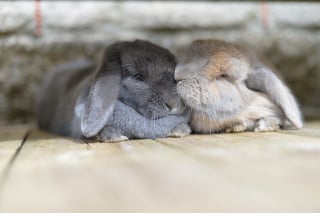 Illustration de l'article : Ces 20 photos de lapins irrésistiblement mignons rendront ce jour encore plus joyeux !