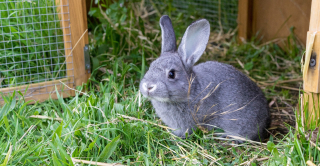 Illustration de l'article : Ces 20 photos de lapins irrésistiblement mignons rendront ce jour encore plus joyeux !