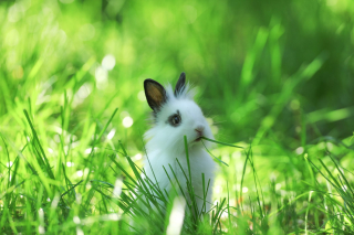 Illustration de l'article : Ces 20 photos de lapins irrésistiblement mignons rendront ce jour encore plus joyeux !