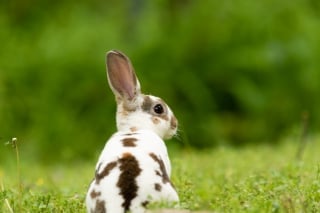 Illustration de l'article : Ces 20 photos de lapins irrésistiblement mignons rendront ce jour encore plus joyeux !