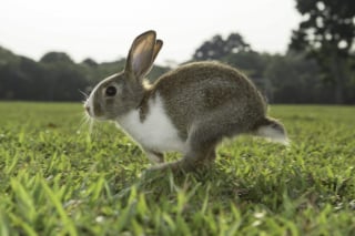 Illustration de l'article : Ces 20 photos de lapins irrésistiblement mignons rendront ce jour encore plus joyeux !