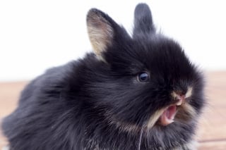 Illustration de l'article : Ces 20 photos de lapins irrésistiblement mignons rendront ce jour encore plus joyeux !