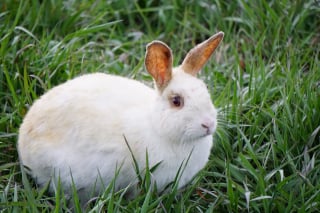 Illustration de l'article : Ces 20 photos de lapins irrésistiblement mignons rendront ce jour encore plus joyeux !