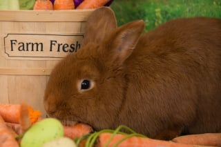 Illustration de l'article : Ces 20 photos de lapins irrésistiblement mignons rendront ce jour encore plus joyeux !