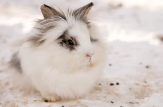 Illustration de l'article : Ces 20 photos de lapins irrésistiblement mignons rendront ce jour encore plus joyeux !