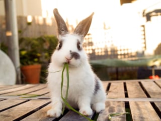 Illustration de l'article : Ces 20 photos de lapins irrésistiblement mignons rendront ce jour encore plus joyeux !