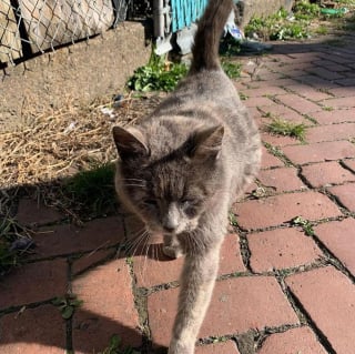 Illustration de l'article : Une femme se fait approcher par une chatte errante, 2 jours plus tard elle est maman de 2 chatons !