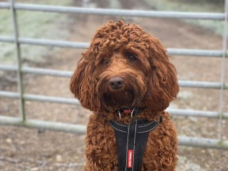 Illustration de l'article : Un Labradoodle frôle 2 fois la mort après avoir avalé les poils métalliques d'une brosse pour barbecue