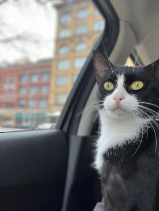 Illustration de l'article : 18 photos sur le parcours de 3 chatons passant des ordures à un foyer rempli d'amour