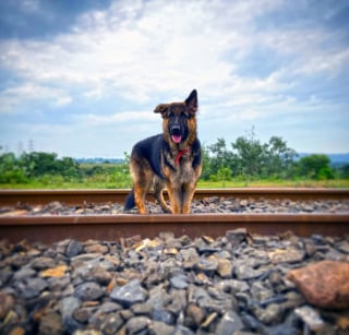 Illustration de l'article : Un chien survit miraculeusement après avoir été percuté par un train