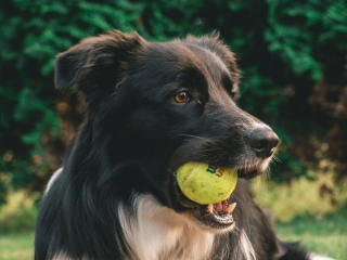 Illustration de l'article : 6 anecdotes où un chien a stupéfait son maître grâce à son intelligence