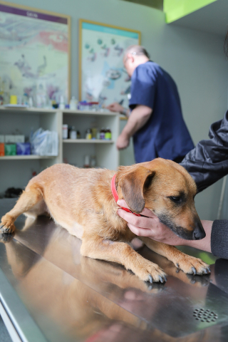 Illustration de l'article : Un vétérinaire plébiscité après avoir envoyé une lettre adorable pour rassurer un chien et sa famille avant la piqûre de vaccination