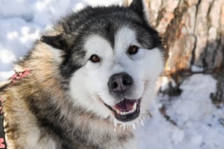 Illustration de l'article : 20 photos de Huskys qui devraient faire plaisir aux amoureux de la race