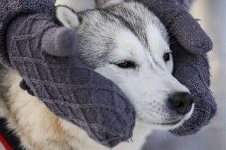 Illustration de l'article : 20 photos de Huskys qui devraient faire plaisir aux amoureux de la race