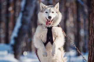 Illustration de l'article : 20 photos de Huskys qui devraient faire plaisir aux amoureux de la race