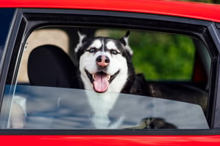 Illustration de l'article : 20 photos de Huskys qui devraient faire plaisir aux amoureux de la race