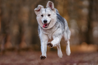 Illustration de l'article : 20 photos de Huskys qui devraient faire plaisir aux amoureux de la race