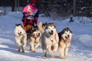 Illustration de l'article : 20 photos de Huskys qui devraient faire plaisir aux amoureux de la race