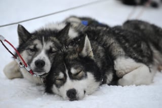 Illustration de l'article : 20 photos de Huskys qui devraient faire plaisir aux amoureux de la race